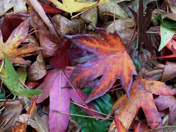 Bois des moutiers fall 2012 (16)